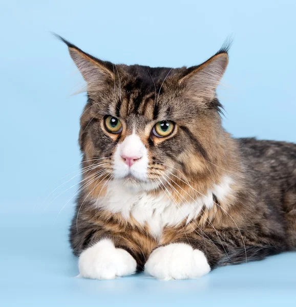 Maine coon head on blue background — Stock Photo, Image