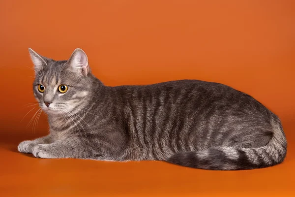 Кішки сіамські на помаранчевому фоні — стокове фото