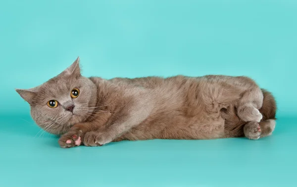 Британская кошка на голубом фоне — стоковое фото