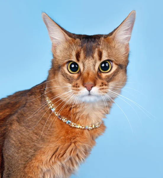 Kot Abisyński na niebieskim tle — Zdjęcie stockowe