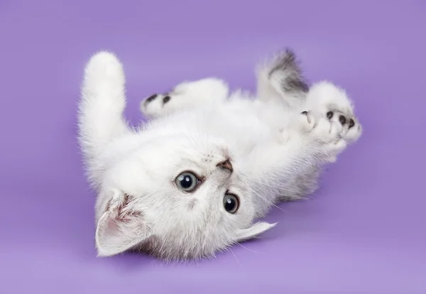 Kitten on purple background — Stock Photo, Image