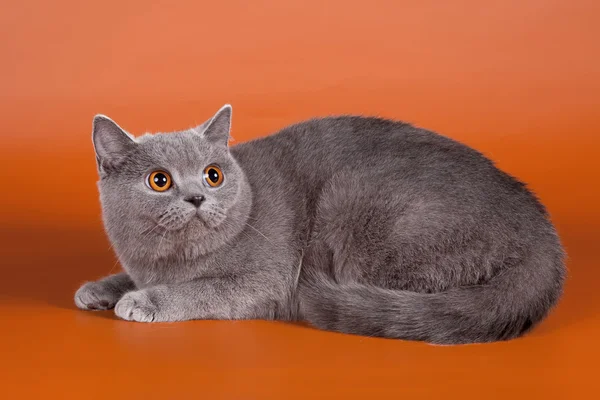 オレンジ色の背景上のイギリスの猫 — ストック写真