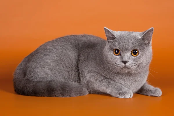 Kocięta na pomarańczowym tle — Zdjęcie stockowe