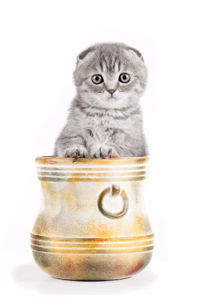 Little kitty in a bowl isolated on white — Stock Photo, Image
