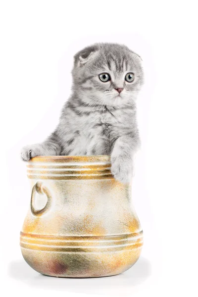 Kleine Kätzchen in einer Schüssel isoliert auf weiß — Stockfoto