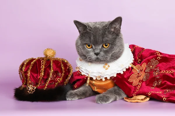 Kral kedi — Stok fotoğraf