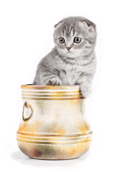 Kleine Kätzchen in einer Schüssel isoliert auf weiß — Stockfoto
