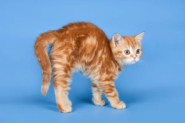 Pequeno gatinho no fundo azul — Fotografia de Stock
