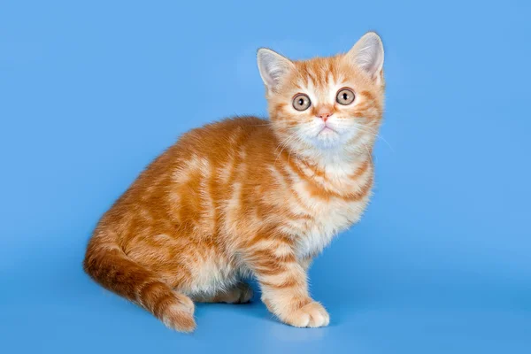 Little kitty on blue background — Stock Photo, Image