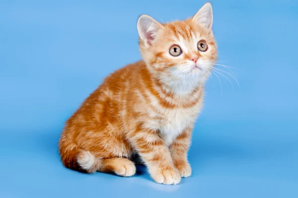 Little kitty on blue background — Stock Photo, Image