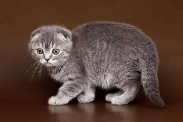 茶色の背景に小さなキティ — ストック写真