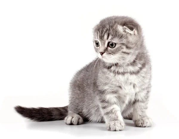 白で隔離される子猫 — ストック写真