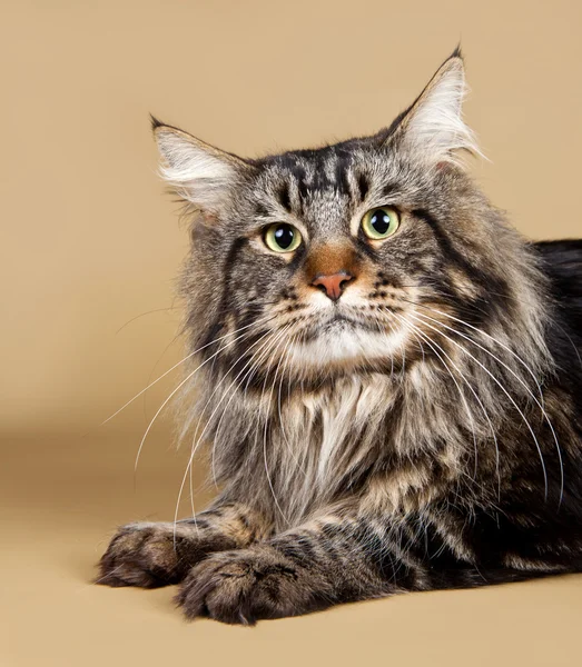 Maine coon on brown background — Stock Photo, Image