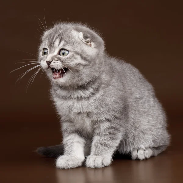 Little kitty on brown background — Stock Photo, Image