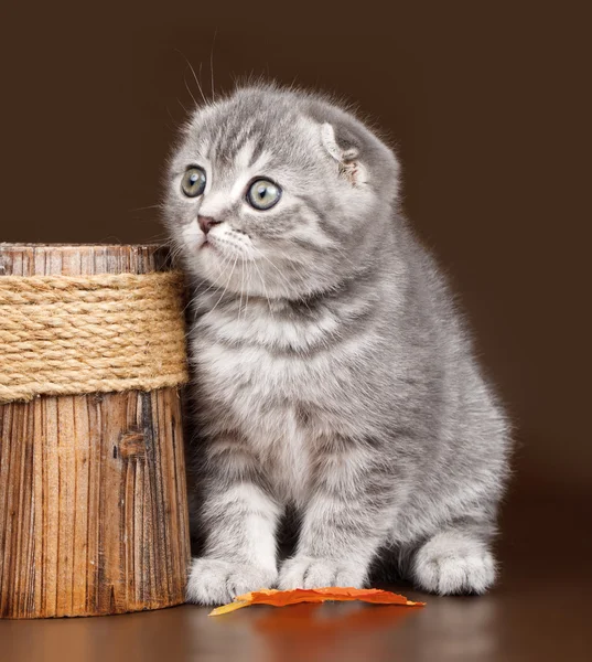 Kis cica, barna háttér — Stock Fotó