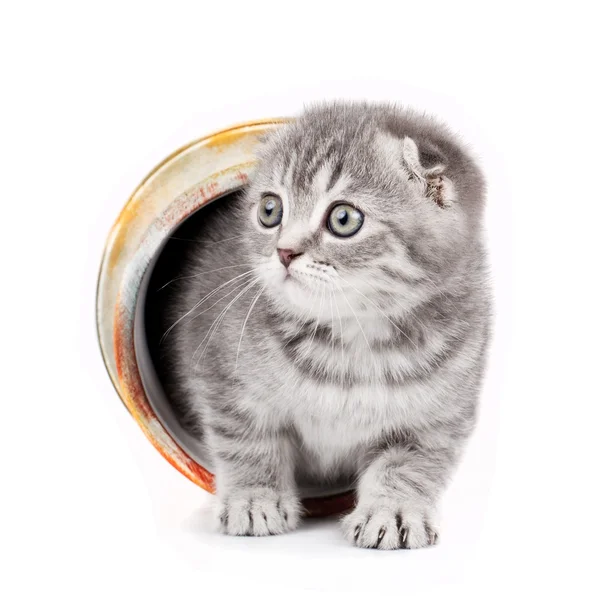 Bir kasede beyaz izole küçük kedicik — Stok fotoğraf
