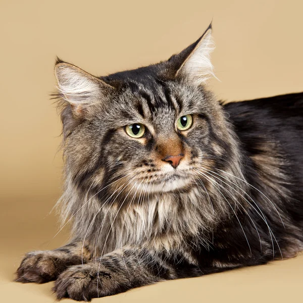 Maine coon head on brown background — Stock Photo, Image