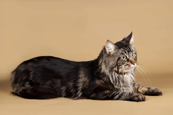 Maine coon on brown background — Stock Photo, Image