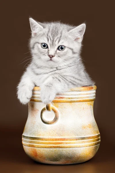 Bir kase kahverengi zemin üzerinde küçük kedicik — Stok fotoğraf