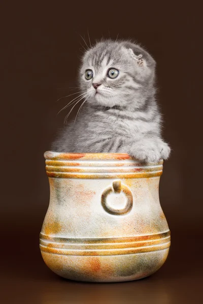 Kleines Kätzchen in einer Schüssel auf braunem Hintergrund — Stockfoto