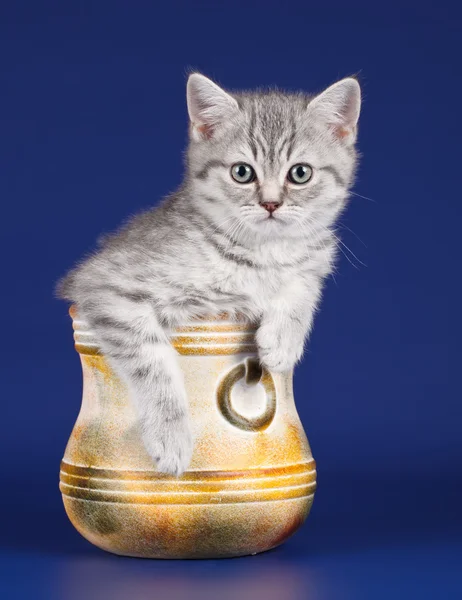 青い背景上にボウルに小さなキティ — ストック写真