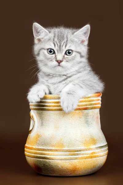 Pequeño gatito en un tazón sobre fondo marrón —  Fotos de Stock
