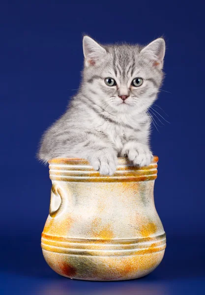 Pequeño gatito en un tazón sobre fondo azul —  Fotos de Stock