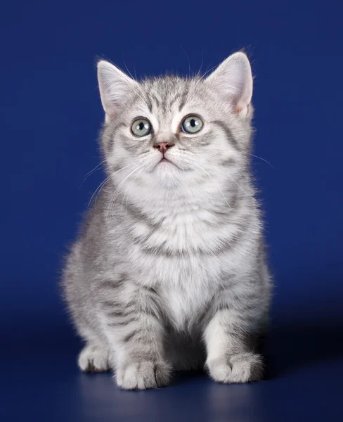 Kitten op blauwe achtergrond — Stockfoto