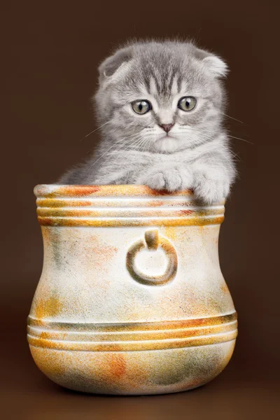 Kleines Kätzchen in einer Schüssel auf braunem Hintergrund — Stockfoto