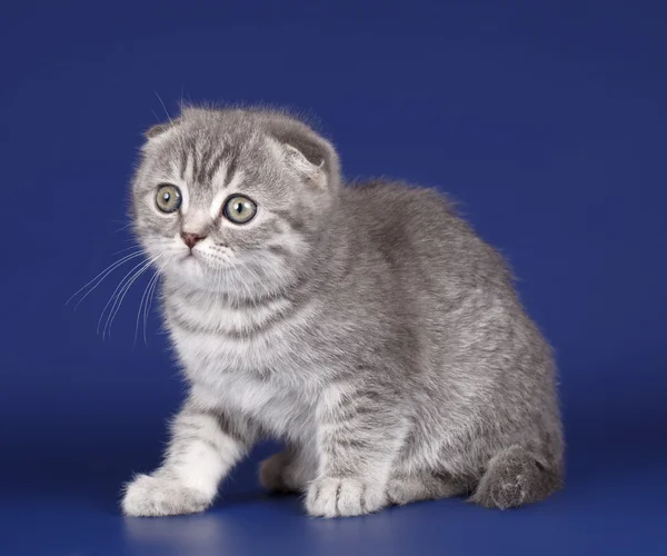 Mavi arka plan üzerinde yavru kedi — Stok fotoğraf