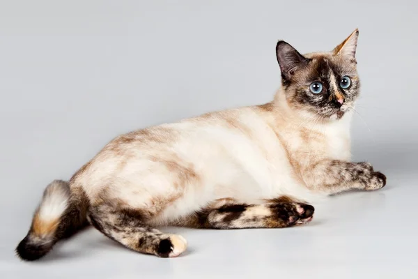 灰色の背景上の面白い猫 — ストック写真
