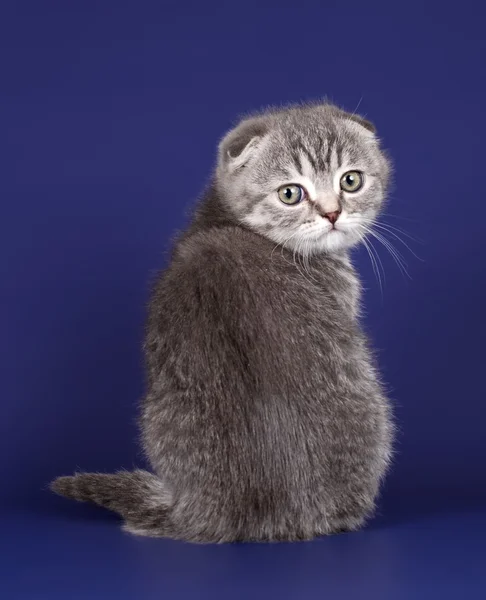 Kitten on blue background — Stock Photo, Image
