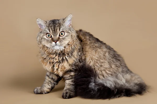 Selkirk rex on brown background — Stock Photo, Image
