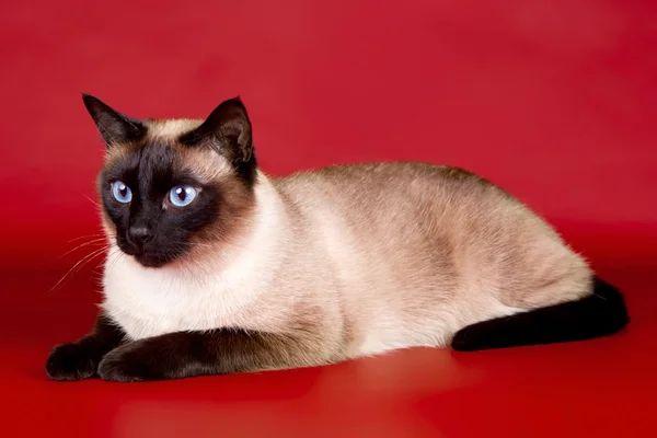 Hermoso gato sobre fondo rojo —  Fotos de Stock
