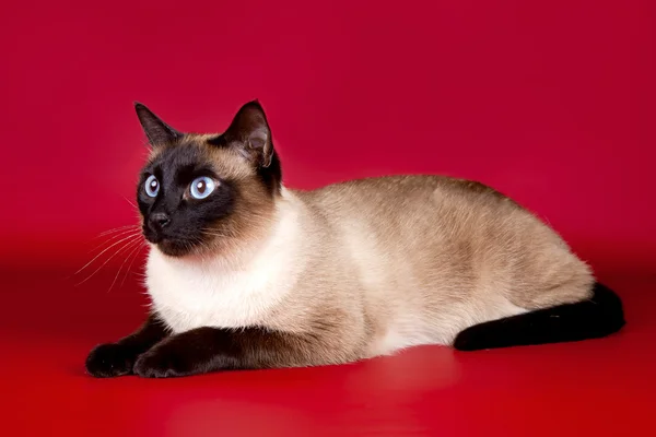 Schöne Katze auf rotem Hintergrund — Stockfoto