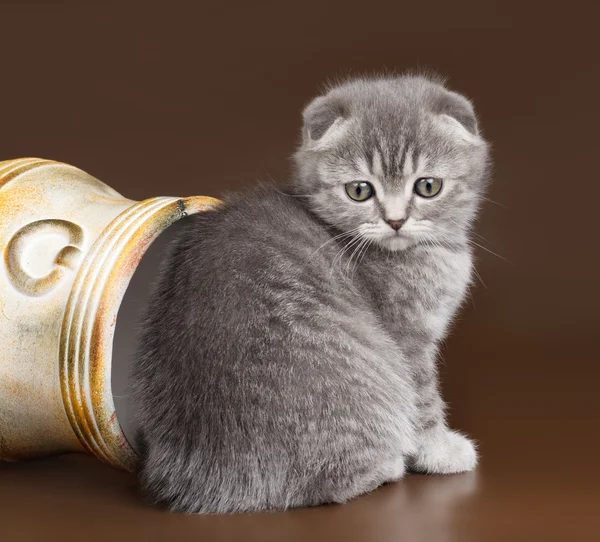 Pequeño gatito en un tazón sobre fondo marrón —  Fotos de Stock