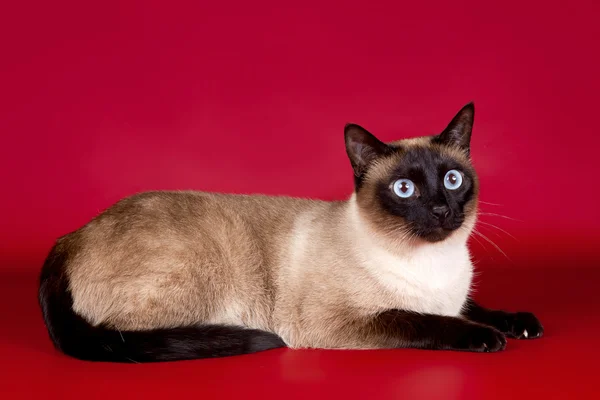 Piękny kot na czerwonym tle — Zdjęcie stockowe