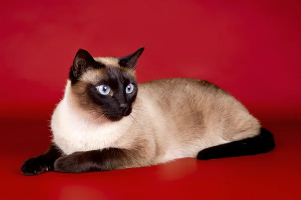 stock image Beautiful cat on red background