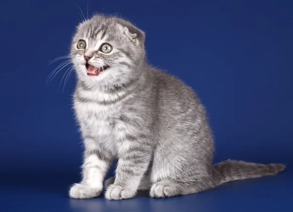 Котенок на синем фоне — стоковое фото