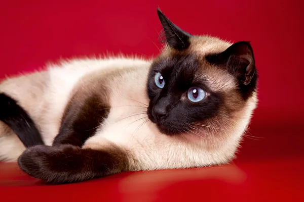 Beautiful cat on red background — Stock Photo, Image