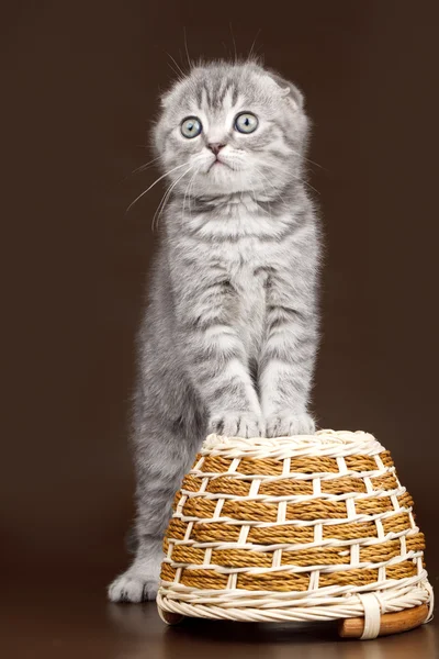 Котёнок на коричневом фоне — стоковое фото