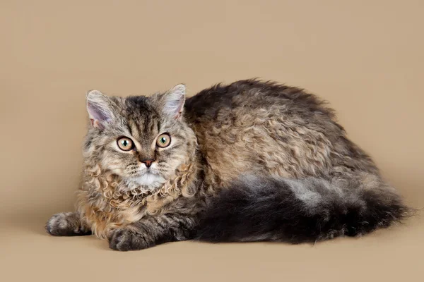 Selkirk rex on brown background — Stock Photo, Image