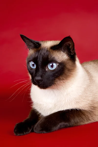 Schöne Katze auf rotem Hintergrund — Stockfoto