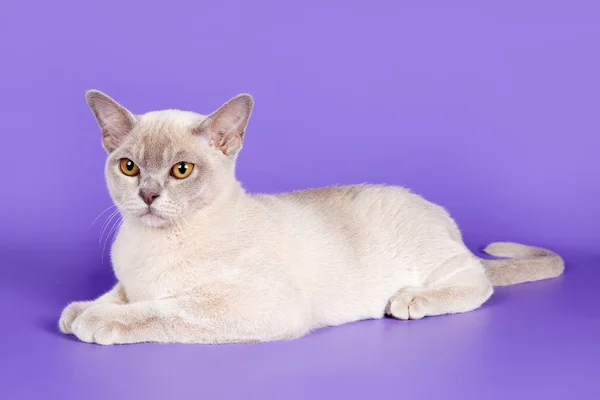 紫色の背景にビルマの猫 — ストック写真