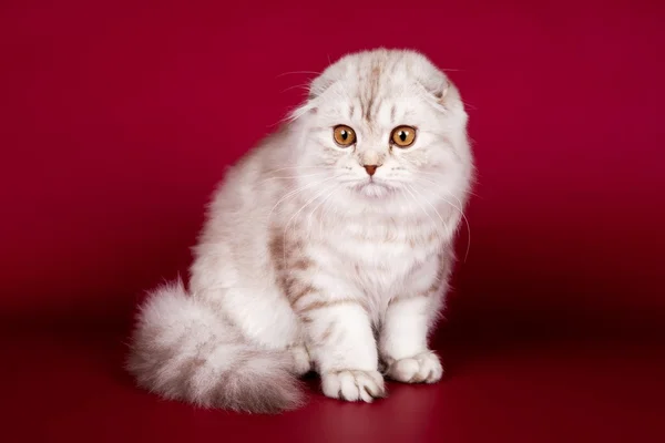 Ορεινή φορές γάτα σε κόκκινο φόντο — Φωτογραφία Αρχείου