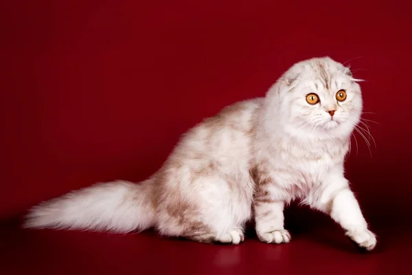 Highland fold cat on red background — Stock Photo, Image