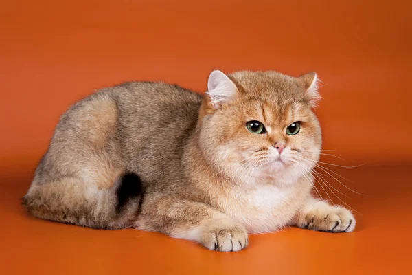 Gato britânico no fundo laranja — Fotografia de Stock