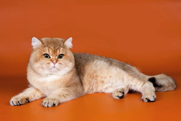British cat on orange background — Stock Photo, Image