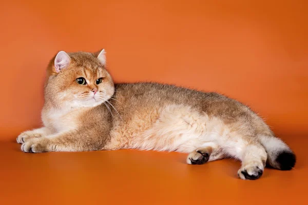 Britse kat op oranje achtergrond — Stockfoto