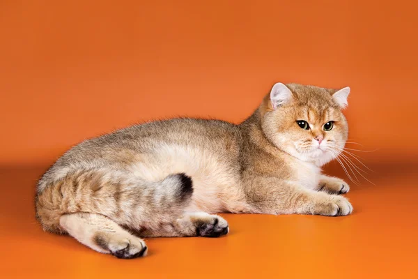 Turuncu zemin üzerine İngiliz kedi — Stok fotoğraf